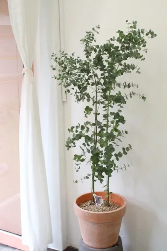 유칼립투스 물주기 향기유지 가지치기 환기관리 실내에서 키우는 요령_36