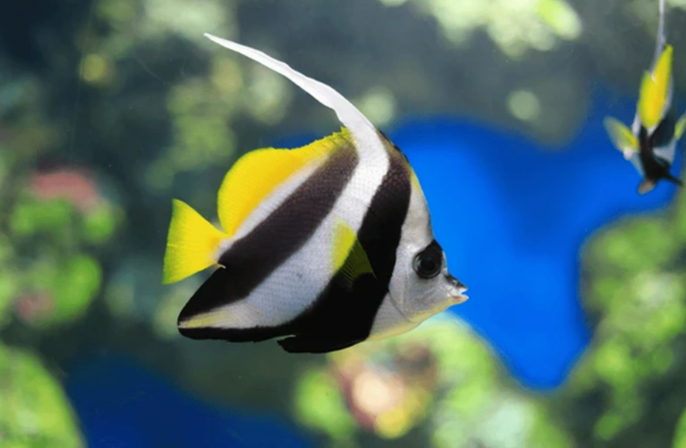 배너피쉬(Bannerfish)