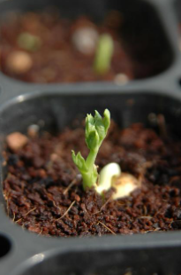 서리태 파종시기