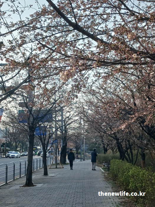 2026년 여의도 벚꽃 개화 사진