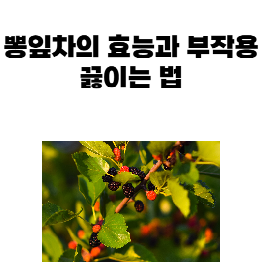 뽕잎차의 효능과 부작용, 끓이는 법