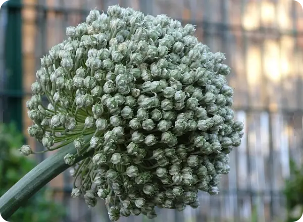 부추김치 맛있게 담그는 법