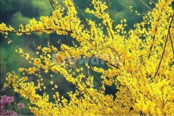 봄 이미지 일러스트 따뜻한 봄 꽃 예쁜 이미지_26