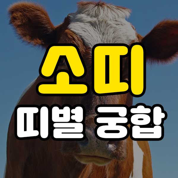 소띠 띠별 궁합 - 썸네일