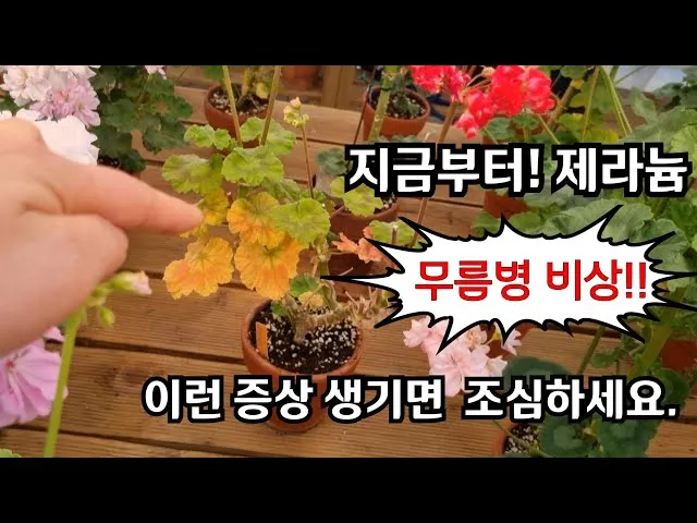 "제라늄