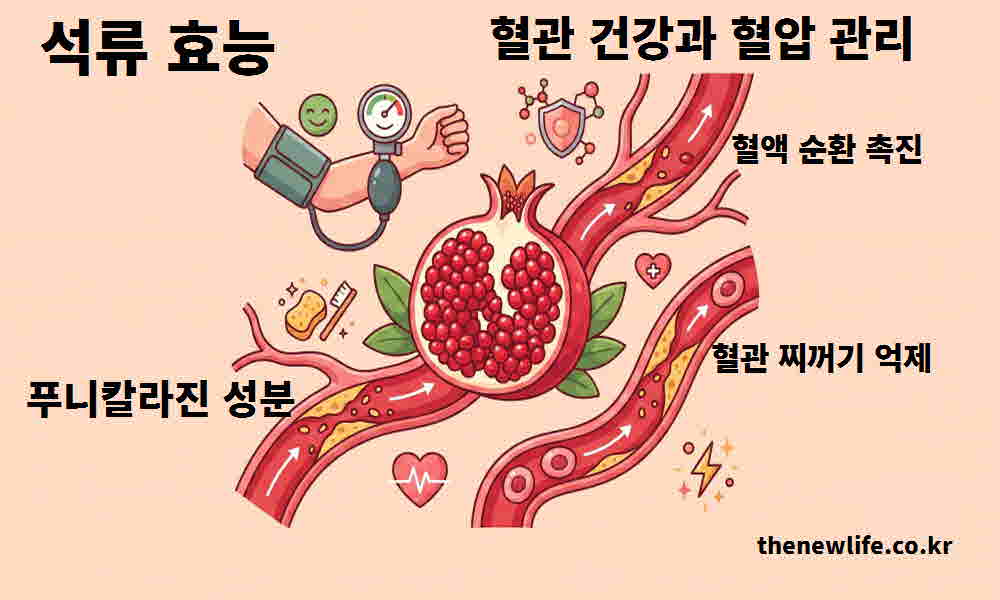 석류 효능 혈관 건강 혈압 관리