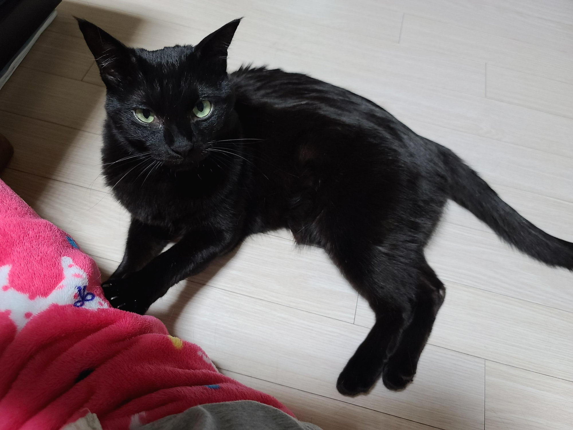 아홉고양이가 좋아하는 쓰다듬기