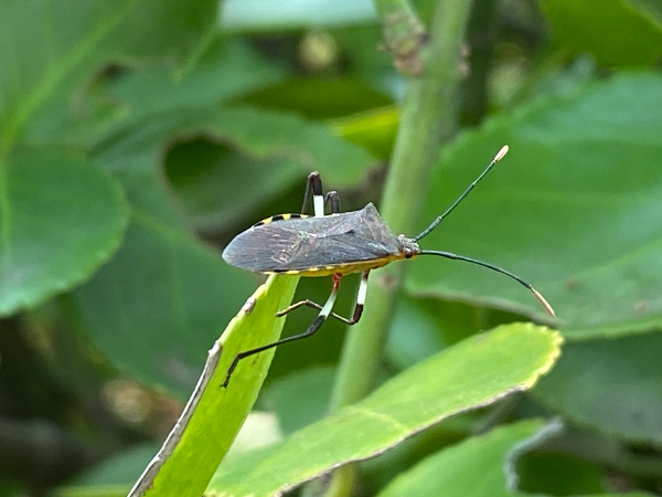 노랑배허리노린재