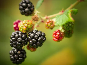 췌장에 좋은 음식