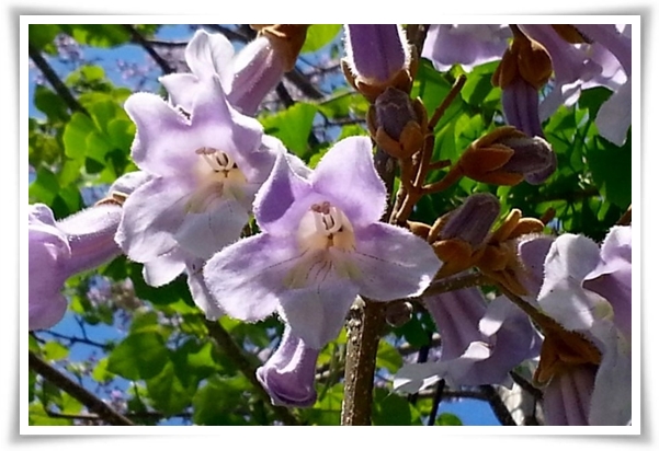 화초 &quot;5월 오동나무 꽃&quot; 봉황이 깃든 신비롭고 화려한 보랏빛 유혹!