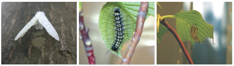 출처(산림청) - 황다리독나방