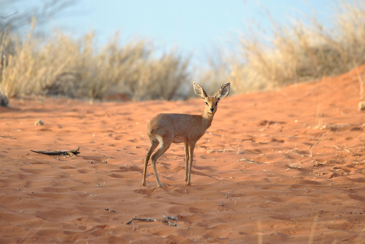 아프리카에서 사는 딕딕영양(Dik-dik)