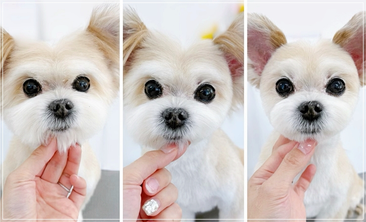 반려동물학과전문대학교