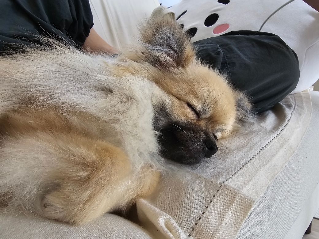 보호자 곁에서 잠자는 강아지