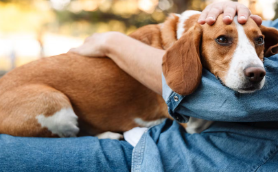머리를 쓰다듬을 수 있는 개.