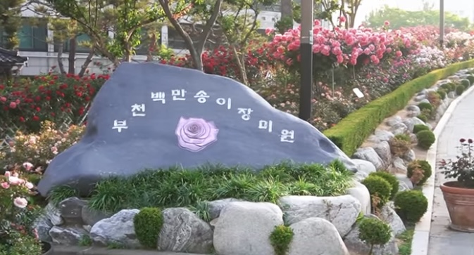 부천백만송이 장미원2