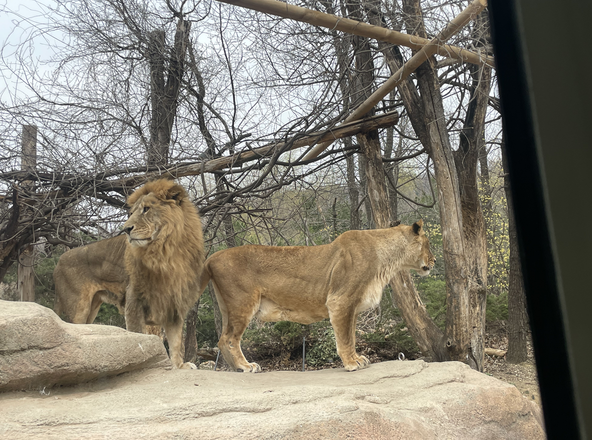  에버랜드 사파리월드