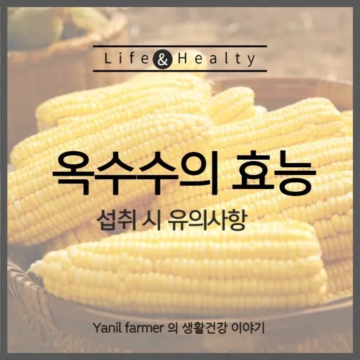 옥수수 효능과 옥수수 삶는 방법 전자렌지 초당옥수수 찰옥수수 차이 비교 자료_7