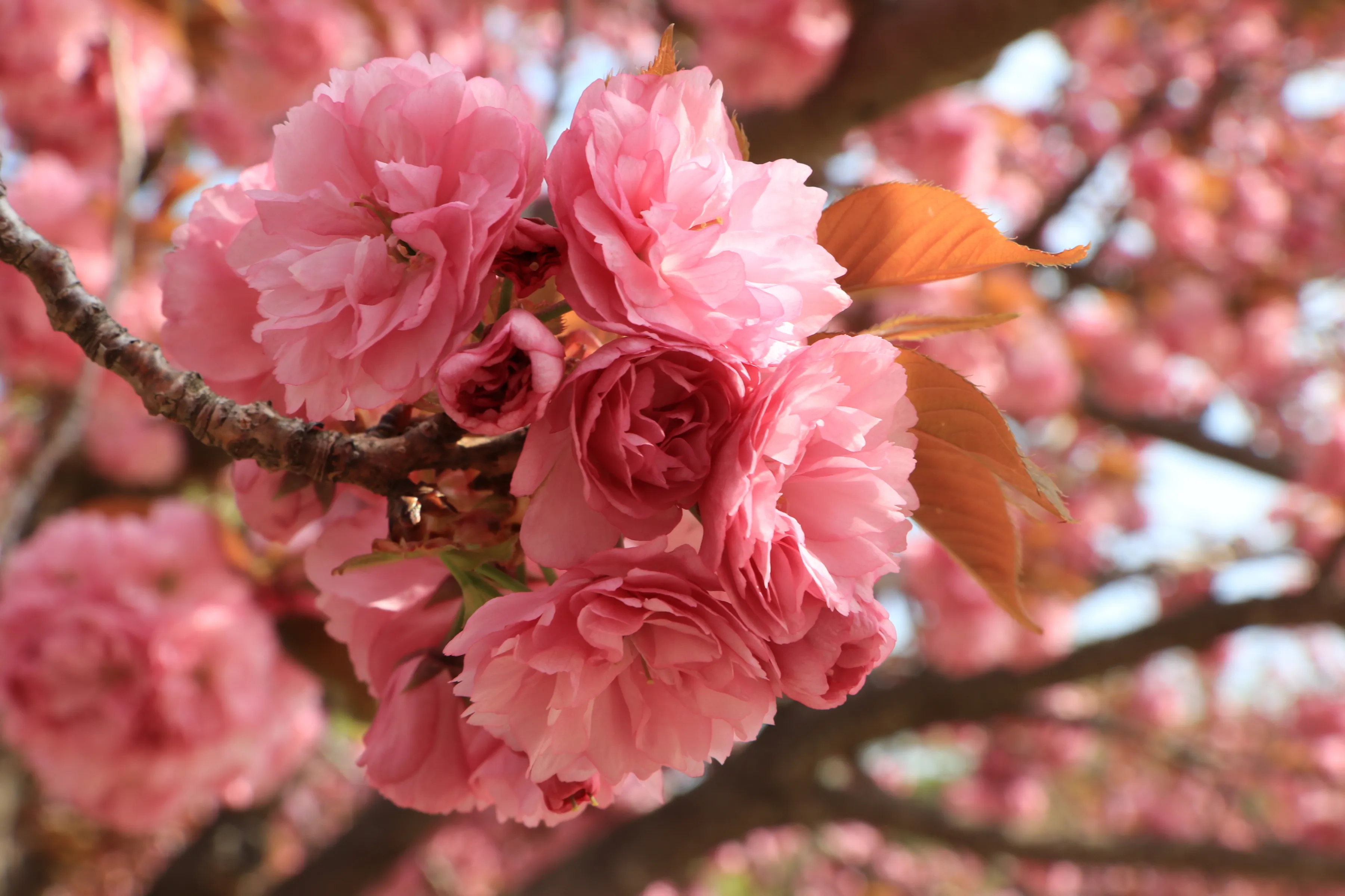 겹벚꽃 개화시기 숨겨진 명소_5