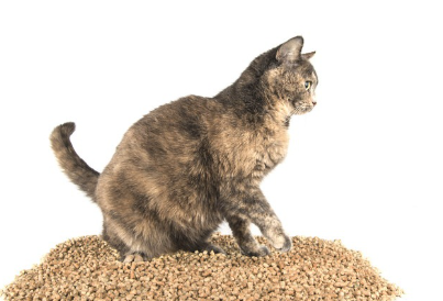 고양이 모래와 고양이.