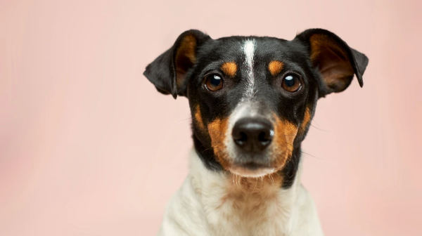 정면을 바라보고 있는 강아지