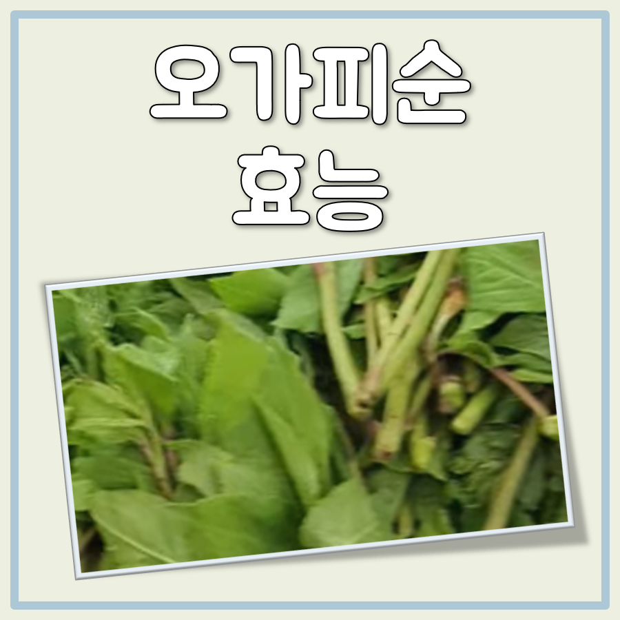 오가피순 효능 대표 이미지