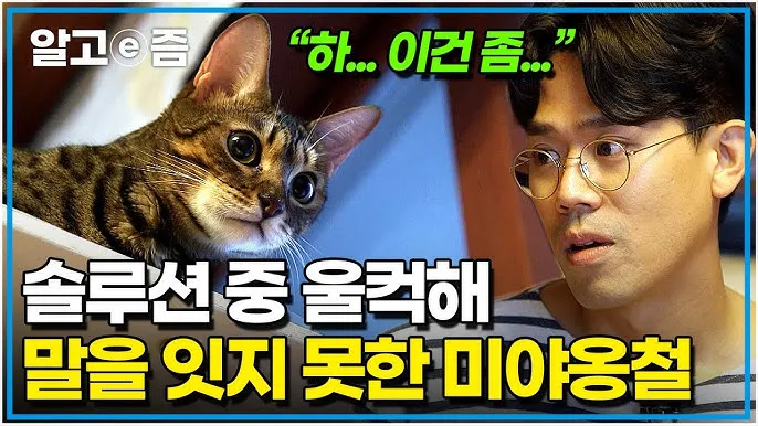 고양이 종류 품종 특징 수명_5