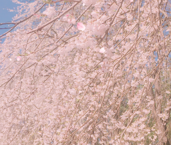 남이섬 벚꽃 축제 2024 이미지