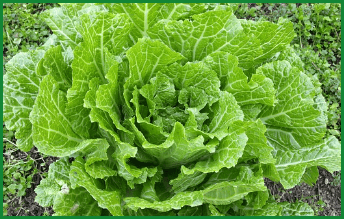 이마트, 롯데마트, 홈플러스, 농협 절임배추 사전예약