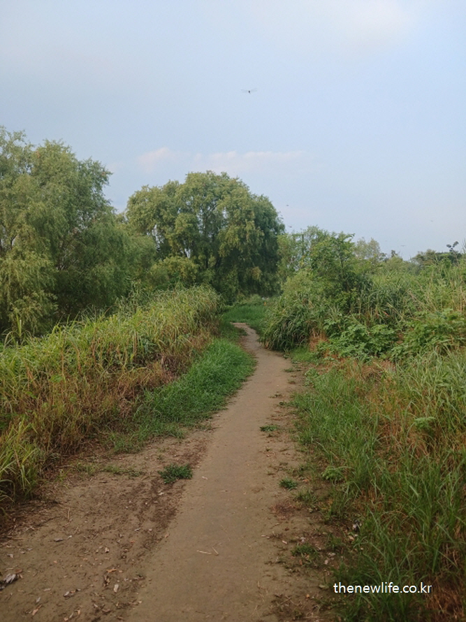 서울 맨발 걷기 좋은 장소 – 암사생태공원 끝자락에서 시작되는 한강 강변 진흙길