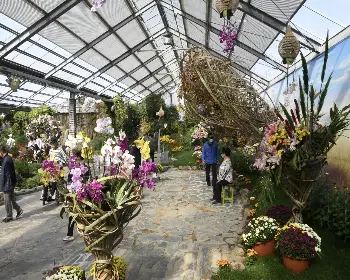 함평 국화축제_26