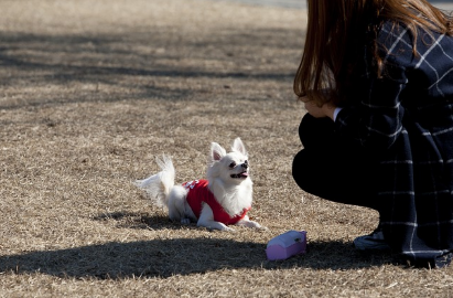 반려견 훈련 초보자를 위한 기본적인 명령어 교육법
