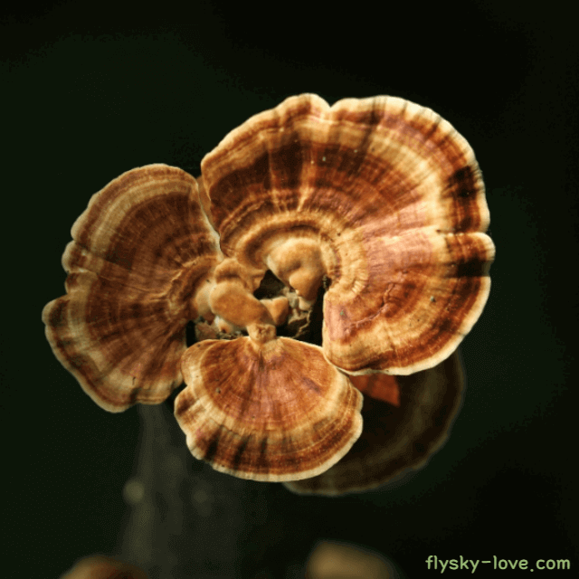 운지버섯, 구름버섯 효능