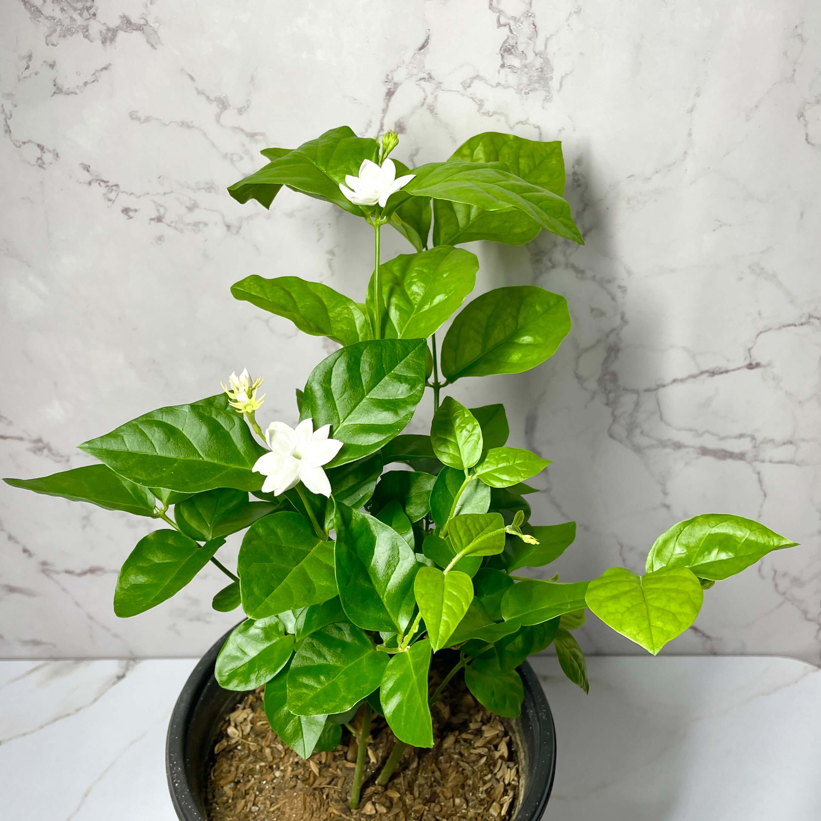 아라비안 자스민 키우기