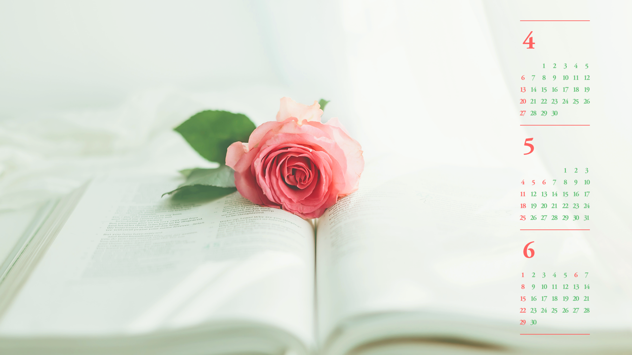 04 분홍장미 B - 2025년5월 노트북배경화면