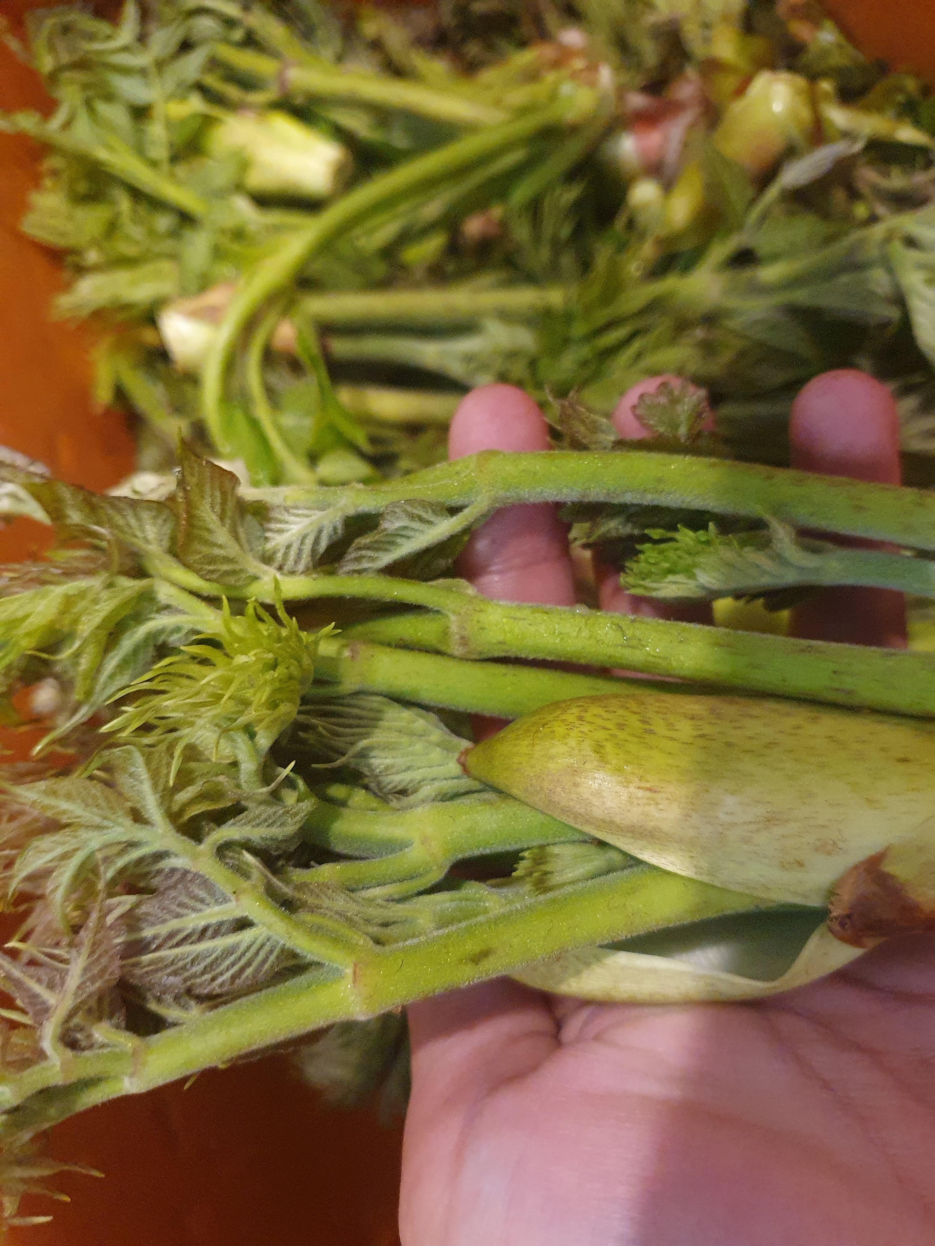 두릅 효능 가격 두릅 먹는 방법