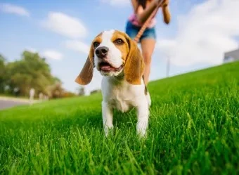 산책 중인 강아지