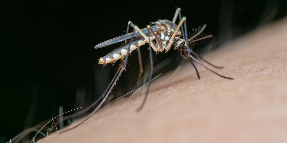 말라리아 경보&amp;#44; 증상&amp;#44; 진단 방법&amp;#44; 치료법&amp;#44; 예방접종&amp;#44; 잠복기&amp;#44; 후유증 