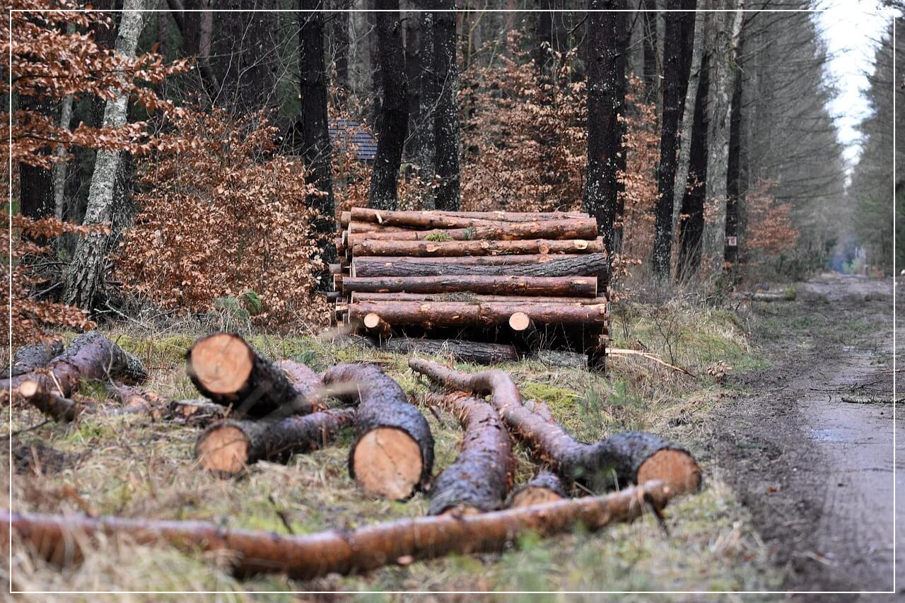 숲과 벌목된 나무들
