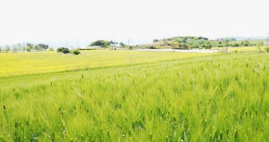 꼭 가야하는 축제 BEST 5곳