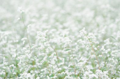 하동 북천 코스모스 메밀꽃축제 라인업