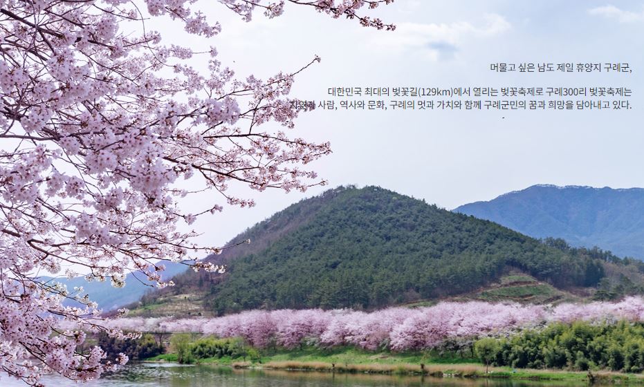 구례-300리-벚꽃축제