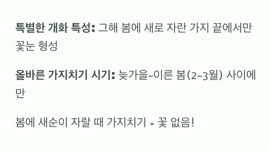 이유 2: 올해 자란 새 가지에서 꽃이 펴요