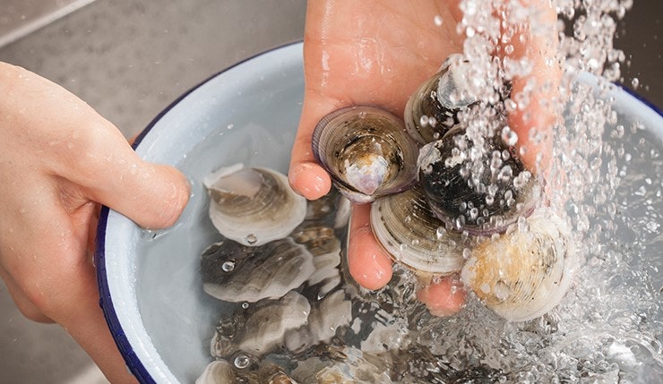 조개 세척하는 모습