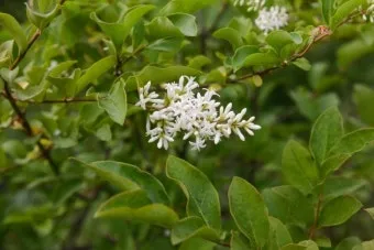 진한 향기에 취해버리는 이 꽃 산책로 옆 울타리 쥐똥나무_13