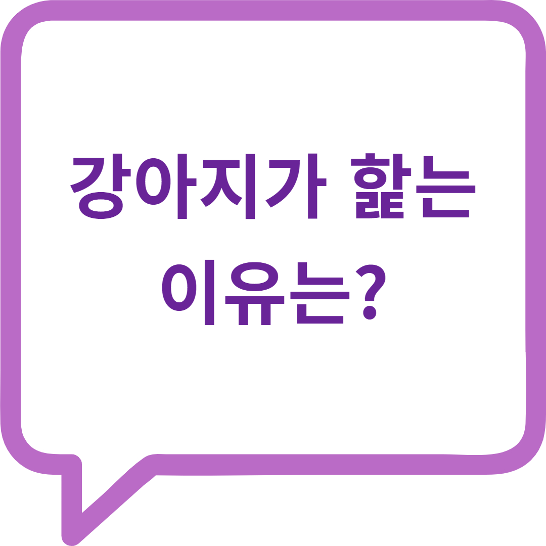 강아지가 핥는 이유