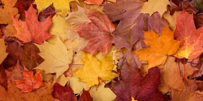 가을 단풍 명소? 여기선 조용히 즐기세요! 한적한 단풍 여행지 5곳