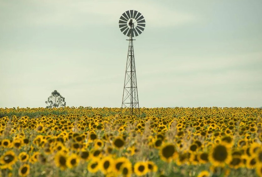 해바라기 씨 효능