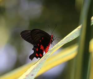 보홀 여행 추천 보홀 나비 보호 센터
