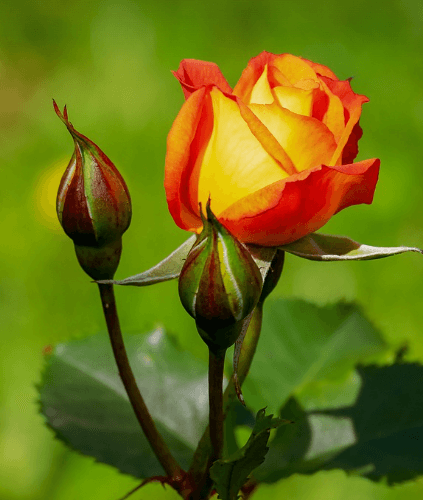 삼척장미축제 일정 입장료 주차장 관람꿀팁